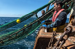 MARINS EN ACTION POUR LA RELEVE DES FILETS SUR UN TRAIT DE CHALUT, PECHE EN MER SUR UN CHALUTIER A LA LANGOUSTINE 'LE QUENTIN-GREGOIRE' AU LARGE DES SABLES-D'OLONNE, (85) VENDEE, PAYS DE LA LOIRE, FRANCE 