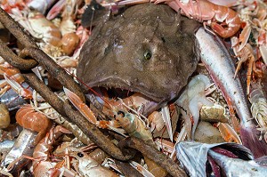 POISSONS (LOTTES) ET LANGOUSTINES TOUT JUSTE PECHES SUR LA TABLE DE TRI, PECHE EN MER SUR UN CHALUTIER A LA LANGOUSTINE 'LE QUENTIN-GREGOIRE' AU LARGE DES SABLES-D'OLONNE, (85) VENDEE, PAYS DE LA LOIRE, FRANCE 