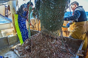 MARINS EN ACTION POUR DEVERSER LES POISSONS ET LANGOUSTINES VIVANTES DU FILET SUR LA TABLE DE TRI, PECHE EN MER SUR UN CHALUTIER A LA LANGOUSTINE 'LE QUENTIN-GREGOIRE' AU LARGE DES SABLES-D'OLONNE, (85) VENDEE, PAYS DE LA LOIRE, FRANCE 