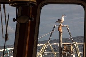 MOUETTE SUR LE PONT AVANT, PECHE EN MER SUR UN CHALUTIER A LA LANGOUSTINE 'LE QUENTIN-GREGOIRE' AU LARGE DES SABLES-D'OLONNE, (85) VENDEE, PAYS DE LA LOIRE, FRANCE 