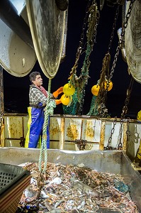 MARINS EN ACTION POUR RENVOYER LE FILET VIDE EN MER AVEC LES POISSONS ET LANGOUSTINES VIVANTES SUR LA TABLE DE TRI, PECHE EN MER SUR UN CHALUTIER A LA LANGOUSTINE 'LE QUENTIN-GREGOIRE' AU LARGE DES SABLES-D'OLONNE, (85) VENDEE, PAYS DE LA LOIRE, FRANCE 