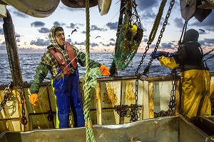 MARINS EN ACTION POUR RENVOYER LE FILET VIDE EN MER AVEC LES POISSONS ET LANGOUSTINES VIVANTES SUR LA TABLE DE TRI, PECHE EN MER SUR UN CHALUTIER A LA LANGOUSTINE 'LE QUENTIN-GREGOIRE' AU LARGE DES SABLES-D'OLONNE, (85) VENDEE, PAYS DE LA LOIRE, FRANCE 