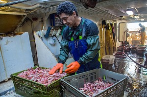 LANGOUSTINES VIVANTES SORTIES DE L'EAU AVANT LE VIVIER, PECHE EN MER SUR UN CHALUTIER A LA LANGOUSTINE 'LE QUENTIN-GREGOIRE' AU LARGE DES SABLES-D'OLONNE, (85) VENDEE, PAYS DE LA LOIRE, FRANCE 