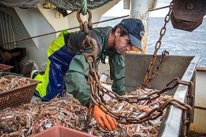 MARINS SUR LA TABLE DE TRI DES LANGOUSTINES ET DES POISSONS, PECHE EN MER SUR UN CHALUTIER A LA LANGOUSTINE 'LE QUENTIN-GREGOIRE' AU LARGE DES SABLES-D'OLONNE (85), FRANCE 