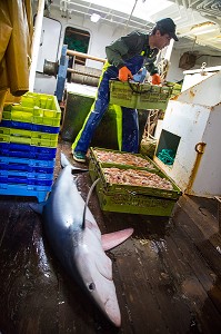 LAVAGE ET PREPARATION DES LANGOUSTINES VIVANTES ET DU POISSON (REQUIN A PEAU BLEUE), PECHE EN MER SUR UN CHALUTIER A LA LANGOUSTINE 'LE QUENTIN-GREGOIRE' AU LARGE DES SABLES-D'OLONNE (85), FRANCE 