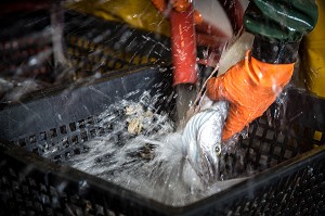 LAVAGE A GRANDE EAU POISSON (MERLUCHONS), PECHE EN MER SUR UN CHALUTIER A LA LANGOUSTINE 'LE QUENTIN-GREGOIRE' AU LARGE DES SABLES-D'OLONNE (85), FRANCE 