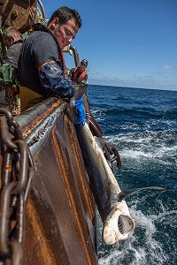 REQUIN A PEAU BLEUE REMIS A L'EAU ENCORE VIVANT POUR PRESERVATION DE L'ESPECE, PECHE EN MER SUR UN CHALUTIER A LA LANGOUSTINE 'LE QUENTIN-GREGOIRE' AU LARGE DES SABLES-D'OLONNE (85), FRANCE 