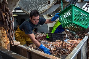 MARINS SUR LA TABLE DE TRI DES LANGOUSTINES ET DES POISSONS, PECHE EN MER SUR UN CHALUTIER A LA LANGOUSTINE 'LE QUENTIN-GREGOIRE' AU LARGE DES SABLES-D'OLONNE (85), FRANCE 