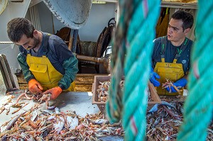 MARINS SUR LA TABLE DE TRI DES LANGOUSTINES ET DES POISSONS, PECHE EN MER SUR UN CHALUTIER A LA LANGOUSTINE 'LE QUENTIN-GREGOIRE' AU LARGE DES SABLES-D'OLONNE (85), FRANCE 