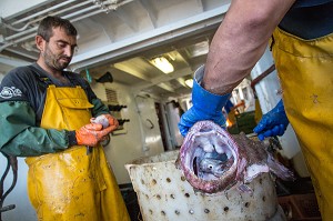 PREPARATION DES LOTTES AVANT STOCKAGE AU FRIGO, PECHE EN MER SUR UN CHALUTIER A LA LANGOUSTINE 'LE QUENTIN-GREGOIRE' AU LARGE DES SABLES-D'OLONNE (85), FRANCE 