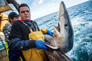 REQUIN A PEAU BLEUE REMIS A L'EAU ENCORE VIVANT POUR PRESERVATION DE L'ESPECE, PECHE EN MER SUR UN CHALUTIER A LA LANGOUSTINE 'LE QUENTIN-GREGOIRE' AU LARGE DES SABLES-D'OLONNE (85), FRANCE 