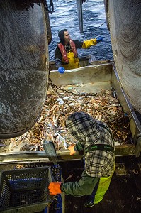 MARINS EN ACTION POUR PREPARER LES POISSONS ET LANGOUSTINES VIVANTES SUR LA TABLE DE TRI, PECHE EN MER SUR UN CHALUTIER A LA LANGOUSTINE 'LE QUENTIN-GREGOIRE' AU LARGE DES SABLES-D'OLONNE (85), FRANCE 