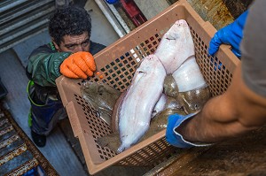 DESCENTE DES POISSONS (SOLES) POUR STOCKAGE DANS LE FRIGO, PECHE EN MER SUR UN CHALUTIER A LA LANGOUSTINE 'LE QUENTIN-GREGOIRE' AU LARGE DES SABLES-D'OLONNE (85), FRANCE 