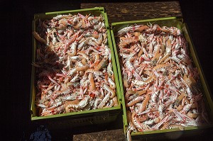 CAISSES DE LANGOUSTINES VIVANTES SORTIES DE L'EAU, PECHE EN MER SUR UN CHALUTIER A LA LANGOUSTINE 'LE QUENTIN-GREGOIRE' AU LARGE DES SABLES-D'OLONNE (85), FRANCE 