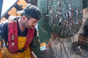 MARINS EN ACTION POUR DEVERSER LES POISSONS ET LANGOUSTINES VIVANTES DU FILET SUR LA TABLE DE TRI, PECHE EN MER SUR UN CHALUTIER A LA LANGOUSTINE 'LE QUENTIN-GREGOIRE' AU LARGE DES SABLES-D'OLONNE (85), FRANCE 