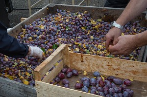 TRI DES PRUNES AVANT LA CUISSON POUR DEVENIR DES PRUNEAUX D'AGEN (47), FRANCE 