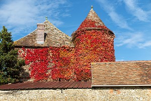 TOUR D'UN CORPS DE FERME RECOUVERT DE VIGNE VIERGE ROUGE AUX COULEURS D'AUTOMNE, EURE-ET-LOIR (28), FRANCE 