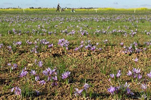 CHAMP DE FLEURS DE SAFRAN EN CAMPAGNE, CULTURE DU SAFRAN DE L'EXPLOITATION DE SAMUEL DE SMET (MEDAILLE D'OR AU CONCOURS AGRICOLE), BROUE (28), FRANCE 