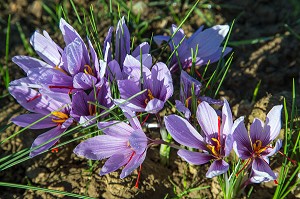 PLANTES ET FLEURS, CULTURE DU SAFRAN DE L'EXPLOITATION DE SAMUEL DE SMET (MEDAILLE D'OR AU CONCOURS AGRICOLE), BROUE (28), FRANCE 