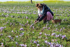 RAMASSAGE DES FLEURS DE SAFRAN, CULTURE DU SAFRAN DE L'EXPLOITATION DE SAMUEL DE SMET (MEDAILLE D'OR AU CONCOURS AGRICOLE), BROUE (28), FRANCE 