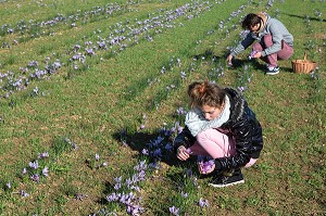 RAMASSAGE DES FLEURS DE SAFRAN, CULTURE DU SAFRAN DE L'EXPLOITATION DE SAMUEL DE SMET (MEDAILLE D'OR AU CONCOURS AGRICOLE), BROUE (28), FRANCE 