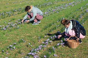 RAMASSAGE DES FLEURS DE SAFRAN, CULTURE DU SAFRAN DE L'EXPLOITATION DE SAMUEL DE SMET (MEDAILLE D'OR AU CONCOURS AGRICOLE), BROUE (28), FRANCE 