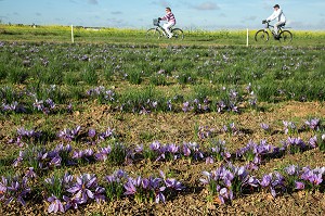 CHAMP DE FLEURS DE SAFRAN EN CAMPAGNE, CULTURE DU SAFRAN DE L'EXPLOITATION DE SAMUEL DE SMET (MEDAILLE D'OR AU CONCOURS AGRICOLE), BROUE (28), FRANCE 