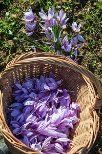 RAMASSAGE DES FLEURS DANS UN PANIER, CULTURE DU SAFRAN DE L'EXPLOITATION DE SAMUEL DE SMET (MEDAILLE D'OR AU CONCOURS AGRICOLE), BROUE (28), FRANCE 