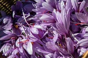 FLEURS AVEC PISTILS DE SAFRAN, CULTURE DU SAFRAN DE L'EXPLOITATION DE SAMUEL DE SMET (MEDAILLE D'OR AU CONCOURS AGRICOLE), BROUE (28), FRANCE 