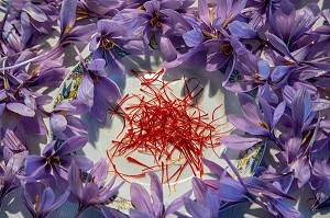 PISTILS ET FLEURS DE SAFRAN, CULTURE DU SAFRAN DE L'EXPLOITATION DE SAMUEL DE SMET (MEDAILLE D'OR AU CONCOURS AGRICOLE), BROUE (28), FRANCE 