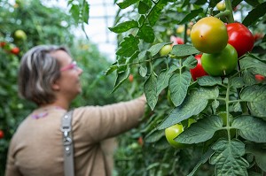 FEMME QUI CUEILLE DES TOMATES SOUS SERRE, LA CUEILLETTE DES JARDINS D'IMBERMAIS, IMBERMAIS (28), FRANCE 