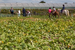 BALADE EN PONEY DANS LES PARCELLES DE LA CUEILLETTE DES JARDINS D'IMBERMAIS, IMBERMAIS (28), FRANCE 