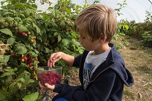 ENFANT QUI CUEILLE LES FRAMBOISES, LA CUEILLETTE DES JARDINS D'IMBERMAIS, IMBERMAIS (28), FRANCE 