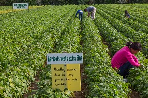 CONSOMMATEURS ET CUEILLETTE DES LEGUMES (HARICOTS VERTS EXTRA FINS), CUEILLETTE DES JARDINS D'IMBERMAIS, IMBERMAIS (28), FRANCE 