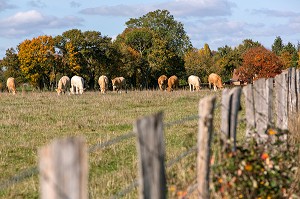 TROUPEAU DE VACHES AU PATURAGE DANS LES COULEURS DE L'AUTOMNE, BOURTH (27), FRANCE 