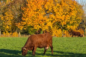 VACHES DE RACES SALERS SOUS LES ARBRES AUX COULEURS DE L'AUTOMNE, RUGLES (27), FRANCE 