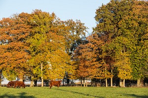 VACHES DE RACES SALERS SOUS LES ARBRES AUX COULEURS DE L'AUTOMNE, RUGLES (27), FRANCE 