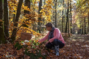 CUEILLETTE DES CHAMPIGNONS EN FORET DE BOURTH (27) EURE, FRANCE 