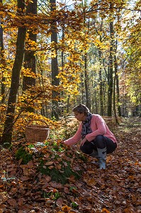 CUEILLETTE DES CHAMPIGNONS EN FORET DE BOURTH (27) EURE, FRANCE 