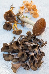 LES CHAMPIGNONS DE LA FORET (TROMPETTES DE LA MORT, CEPE, PIEDS DE MOUTON, CHANTERELLES D'AUTOMNE) 