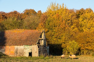 MAISON ABANDONNEE ET MOUTONS, COULEURS D'AUTOMNE, FORET DE CONCHES (27), FRANCE 