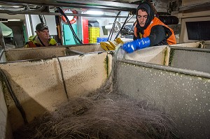 MARIN A LA SURVEILLANCE DE LA MISE A L'EAU, LARGAGE DES FILETS, PECHE EN MER SUR LE FILEYEUR 'LES OCEANES' AU LARGE DE LORIENT (56), BRETAGNE, FRANCE 