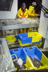 MARINS SUR LA TABLE DE TRI ET MAREE SORTIE DES FILETS (SOLES, CARRELETS), PECHE EN MER SUR LE FILEYEUR 'LES OCEANES' AU LARGE DE LORIENT (56), BRETAGNE, FRANCE 