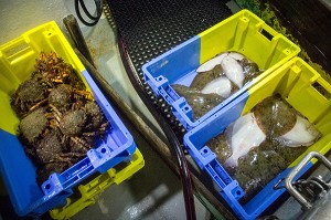 MAREE SORTIE DES FILETS (ARAIGNEES, SOLES, CARRELETS), PECHE EN MER SUR LE FILEYEUR 'LES OCEANES' AU LARGE DE LORIENT (56), BRETAGNE, FRANCE 