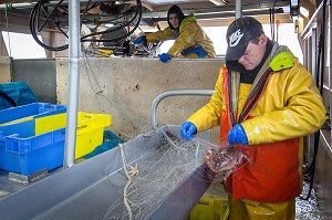 MARIN AVEC UN TOURTEAU PRIS AU FILET, PECHE EN MER SUR LE FILEYEUR 'LES OCEANES' AU LARGE DE LORIENT (56), BRETAGNE, FRANCE 
