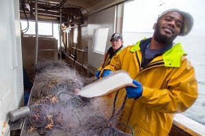 MARINS DEVANT LA TABLE DE TRI DES POISSONS (SOLES), PECHE EN MER SUR LE FILEYEUR 'LES OCEANES' AU LARGE DE LORIENT (56), BRETAGNE, FRANCE 