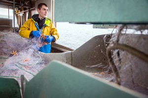 MARIN AVEC UNE ARAIGNEE PRISE AU FILET DEVANT LE TREUIL, PECHE EN MER SUR LE FILEYEUR 'LES OCEANES' AU LARGE DE LORIENT (56), BRETAGNE, FRANCE 