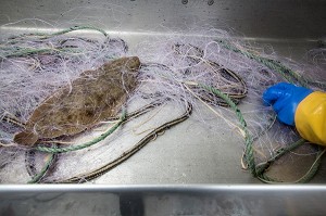 SOLE SUR LA TABLE DE TRI DES POISSONS, PECHE EN MER SUR LE FILEYEUR 'LES OCEANES' AU LARGE DE LORIENT (56), BRETAGNE, FRANCE 