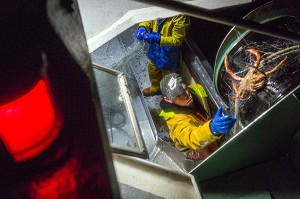 MARIN DECROCHANT UNE ARAIGNEE PRISE AU FILET SUR LE TREUIL, PECHE EN MER SUR LE FILEYEUR 'LES OCEANES' AU LARGE DE LORIENT (56), BRETAGNE, FRANCE 