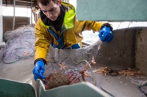MARIN AVEC UNE ARAIGNEE PRISE AU FILET, PECHE EN MER SUR LE FILEYEUR 'LES OCEANES' AU LARGE DE LORIENT (56), BRETAGNE, FRANCE 